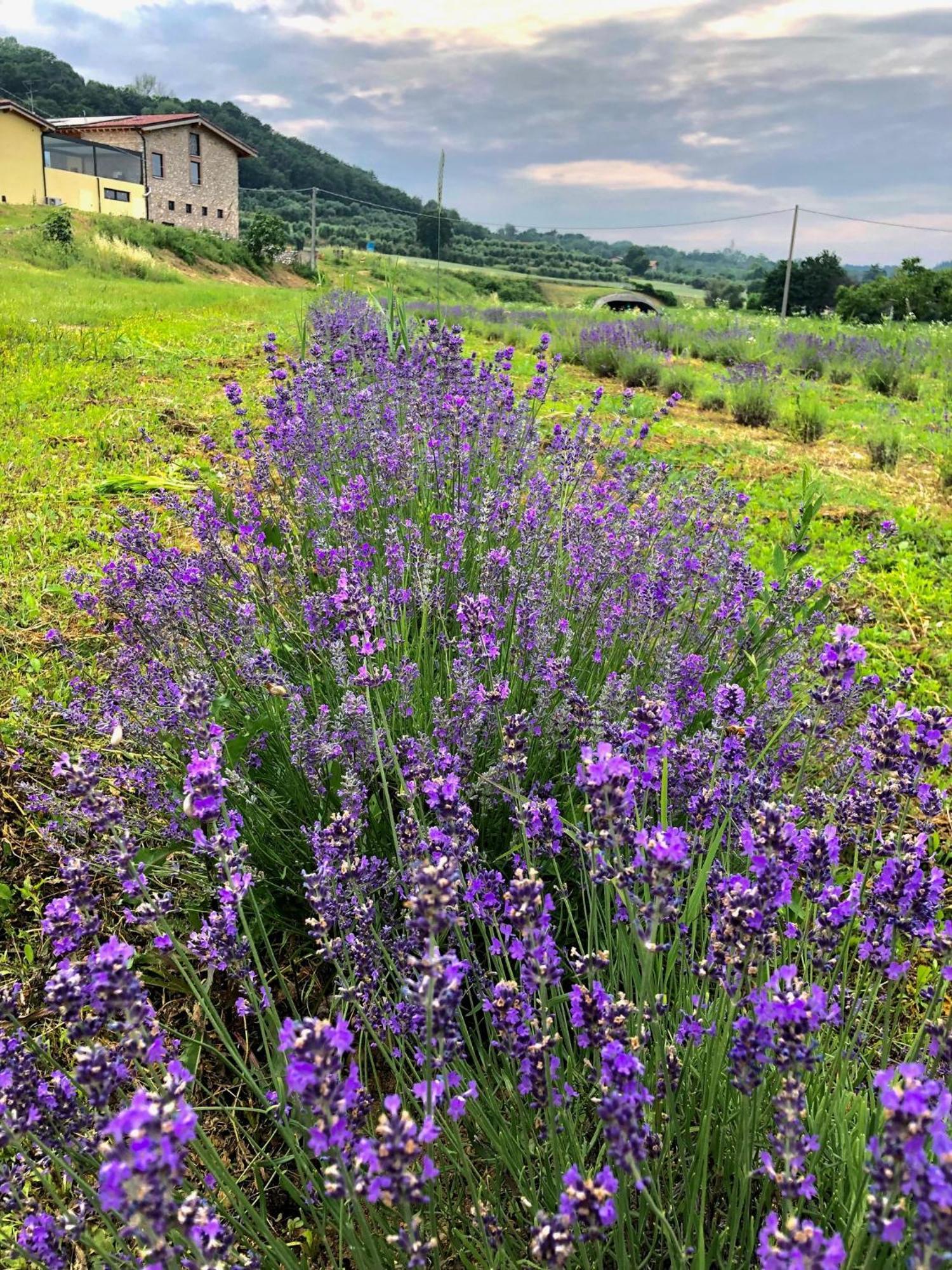 Agriturismo Al Mancino Lonato Ngoại thất bức ảnh