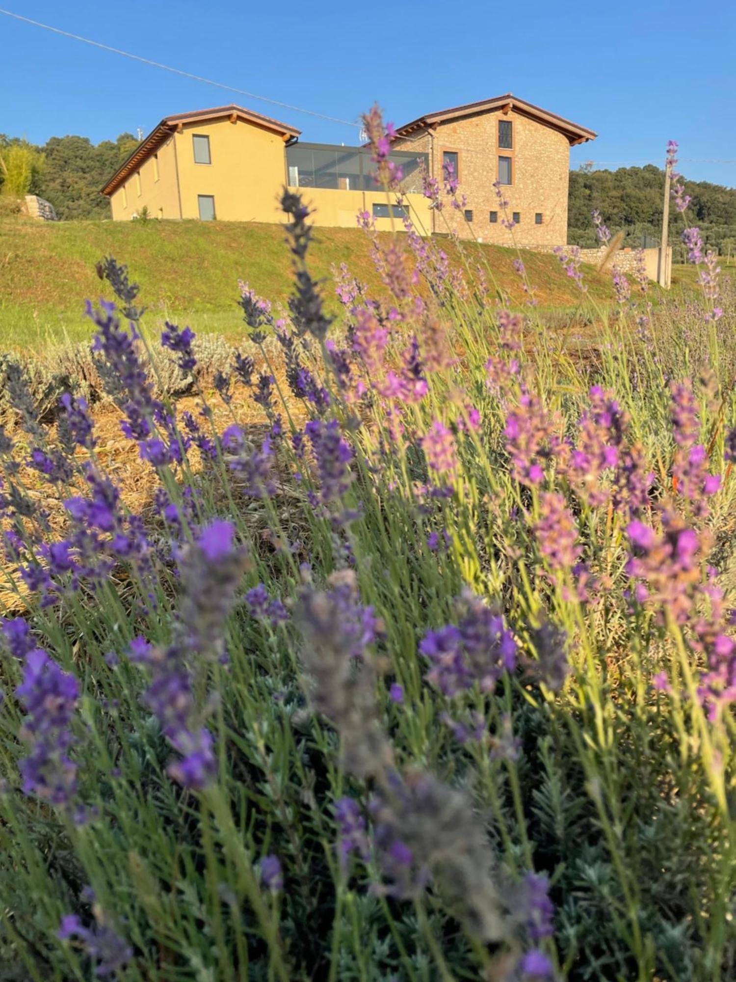 Agriturismo Al Mancino Lonato Ngoại thất bức ảnh